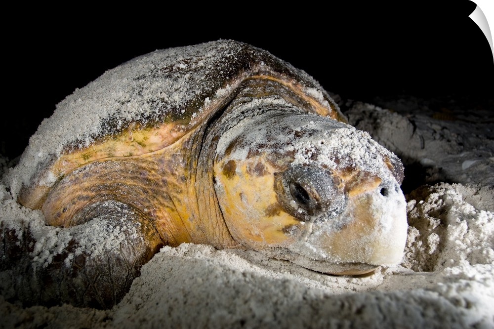 Loggerhead sea turtles, Caretta caretta, are threatened species under the Endangered Species Act.  They nest along beaches...