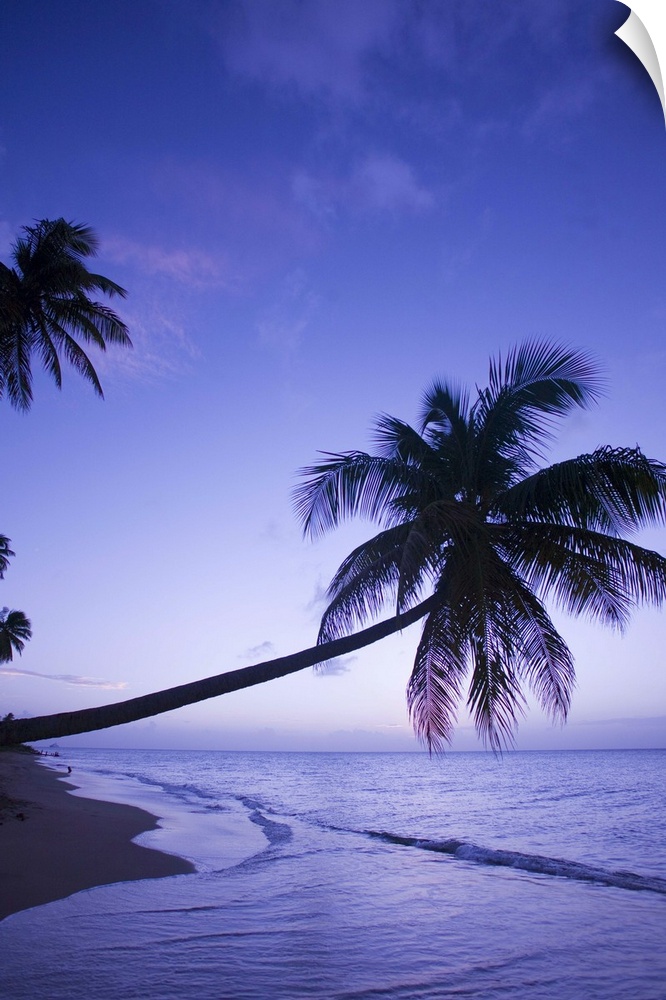Lone palm tree at sunset, Coconut Grove beach at Cade's Bay.