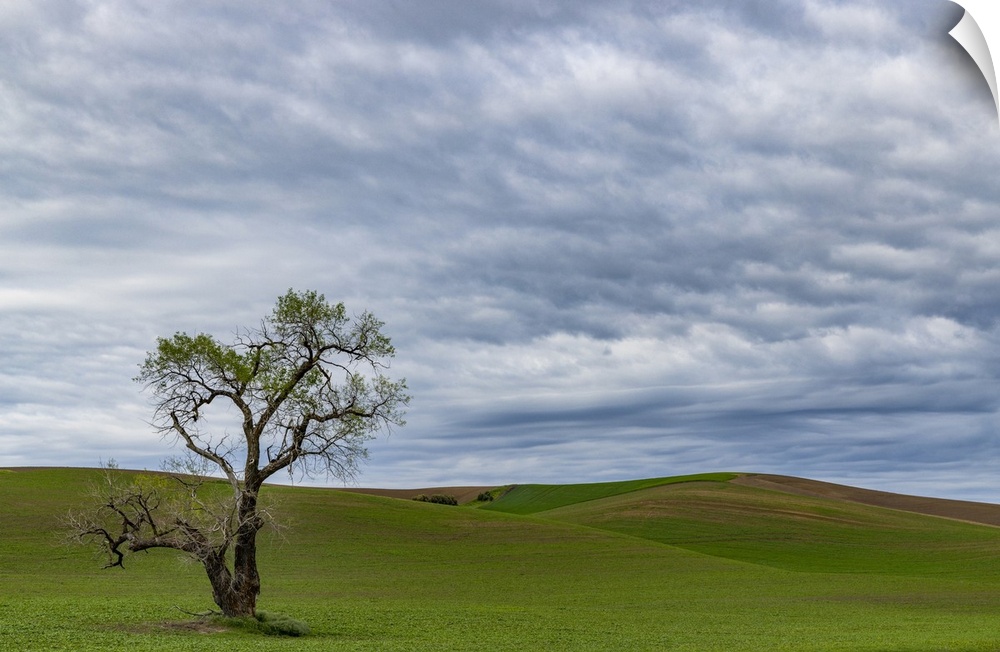 Lone tree in lentil field near Steptoe, Washington State, USA.