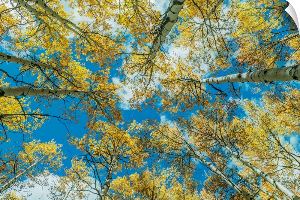 US, CO, Gunnison NF, Looking up to the Sky in an Aspen Grove with Autumn Color
