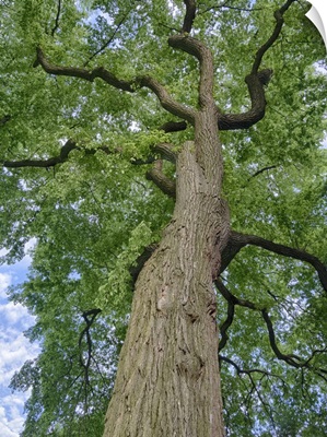 Looking Up At A Very Tall And Old Tree