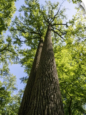 Looking Up At Old Growth Trees In A Park