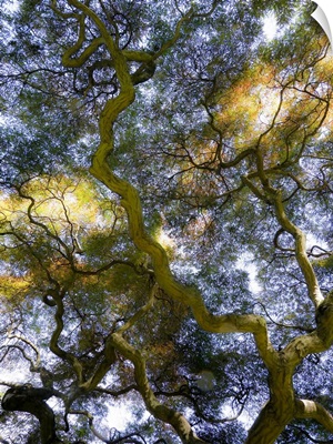 Looking Up At The Sky Through A Japanese Maple