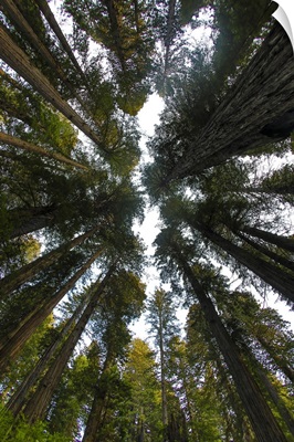 Looking Up Into Grove Of Redwoods, Del Norte Coast Redwoods State Park, California