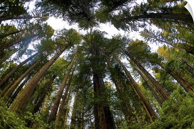 Looking Up Into Grove Of Redwoods, Del Norte Coast Redwoods State Park, California