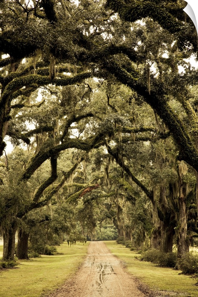 USA, Louisiana, St. Francisville. Oak trees on former plantation.