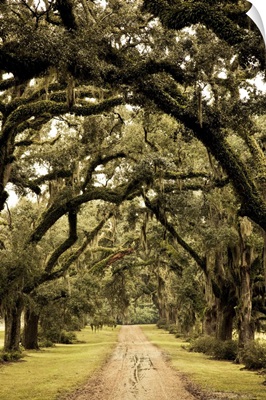 Louisiana, St. Francisville. Oak trees on former plantation
