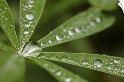 Lupine Leaves And Raindrops, Olympic National Park, Washington State