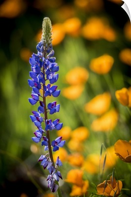 Lupines And Poppies Are Two Common Wildflower That Grow Together