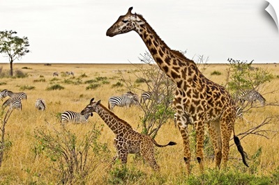 Maasai Giraffes Roaming Across The Maasai Mara Kenya.