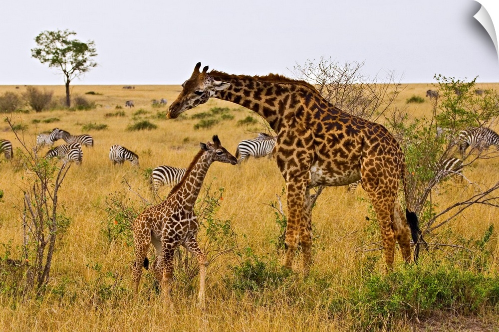 Maasai Giraffes roaming across the Maasai Mara Kenya.