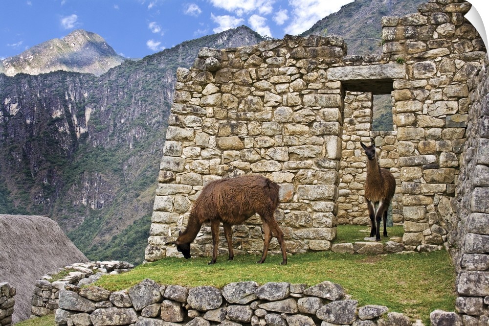 Machu Picchu, Peru, Llamas graze in the ruins of the ancient Lost City of the Inca.