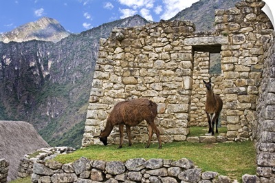 Machu Picchu, Peru, Llamas graze in the ruins of the ancient Lost City of the Inca