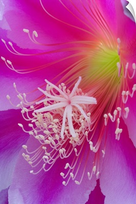 Macro of orchid cactus flower, Epiphyllum ackermannii