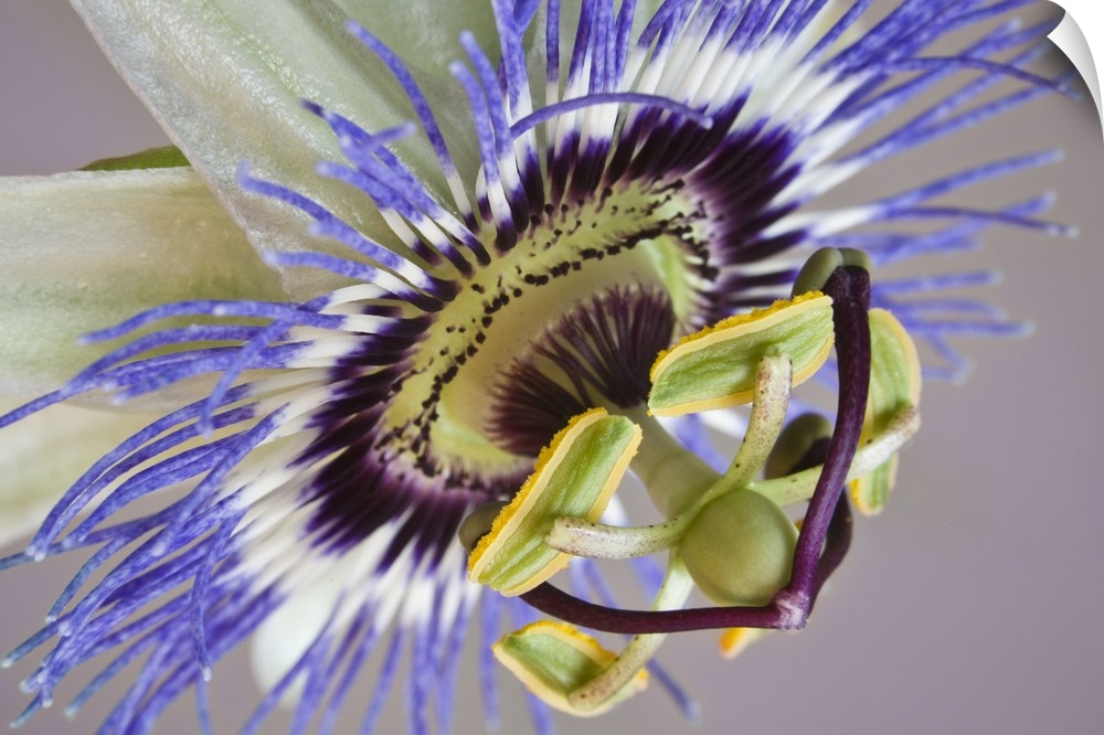 Macro of side view of passion flower.