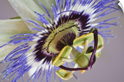 Macro of side view of passion flower