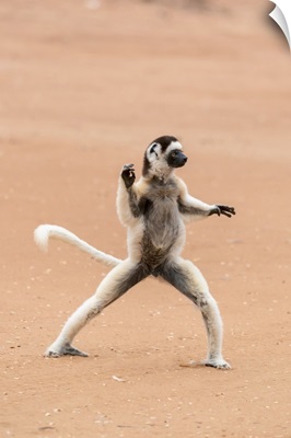 Madagascar, Anosy, Berenty Reserve, A Verreaux's Sifaka Dances