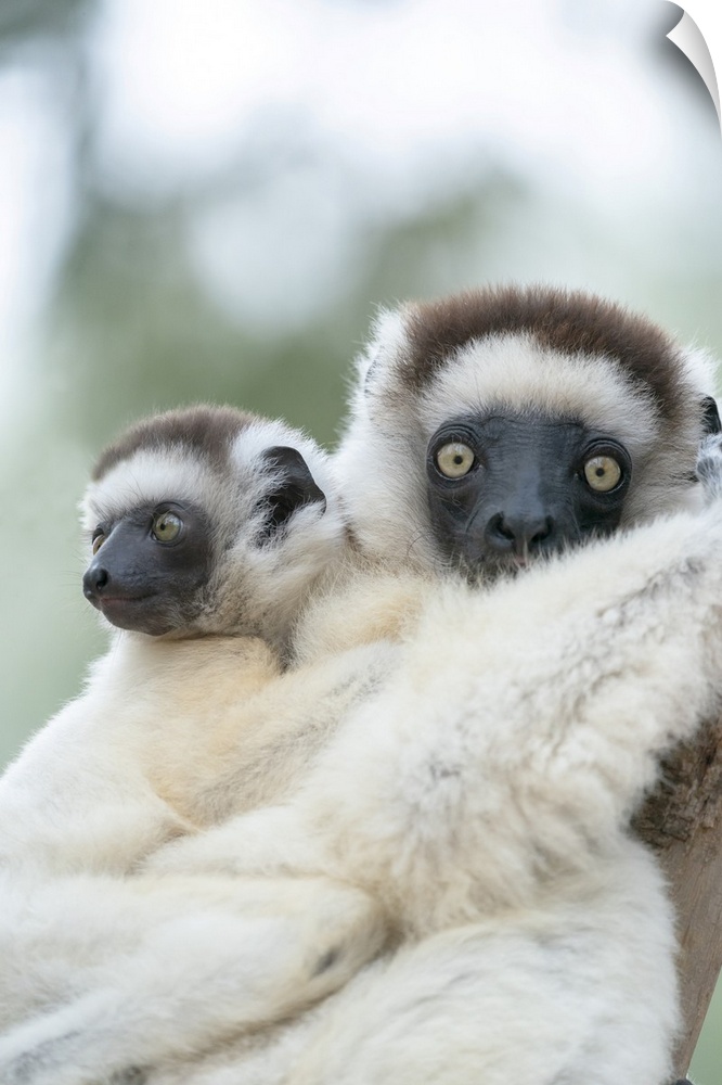 Madagascar, Anosy Region, Berenty Reserve, A Female Sifaka With Ts Baby Holding On