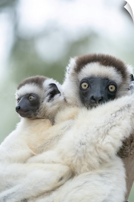 Madagascar, Anosy Region, Berenty Reserve, A Female Sifaka With Ts Baby Holding On