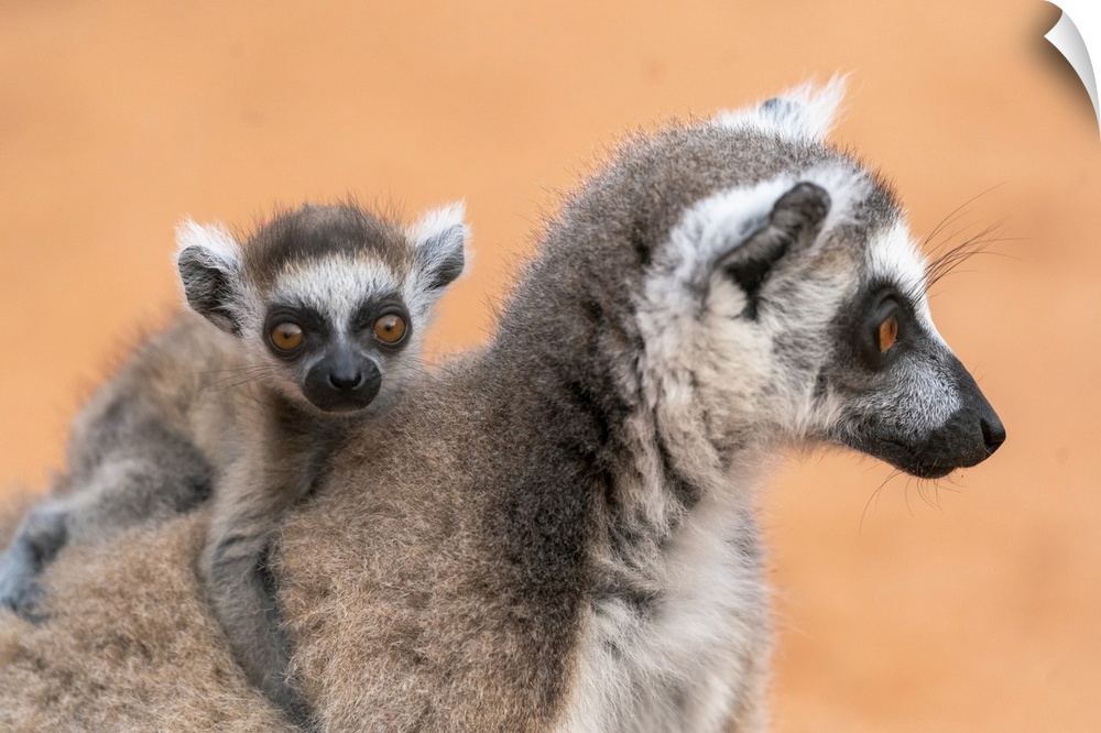 Madagascar, Berenty Reserve, A Baby Ring-Tailed Lemur Clings To Its Mother's Back