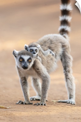 Madagascar, Berenty Reserve, A Ring-Tailed Lemur Baby Rides On The Back Of Its Mother
