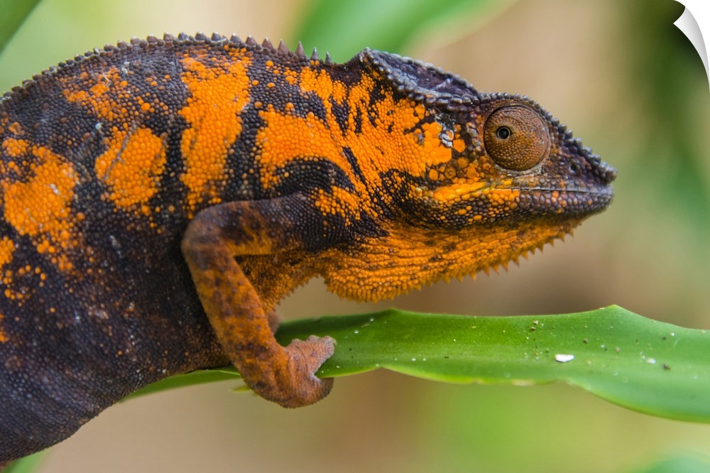 Madagascar, Marozevo. Peyrieras reptile farm, panther chameleon. Female of the species.