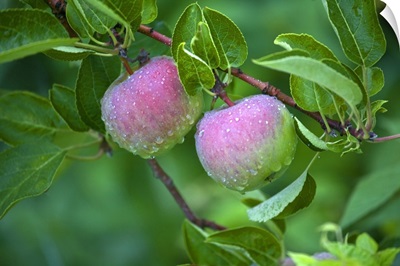 Maine, Harpswell. Close-up of dew-covered apples on tree