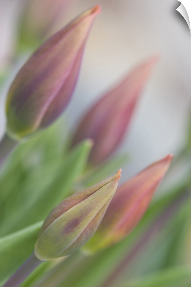 USA, Maine, Harpswell. Tulip buds in a flower garden on a foggy day.