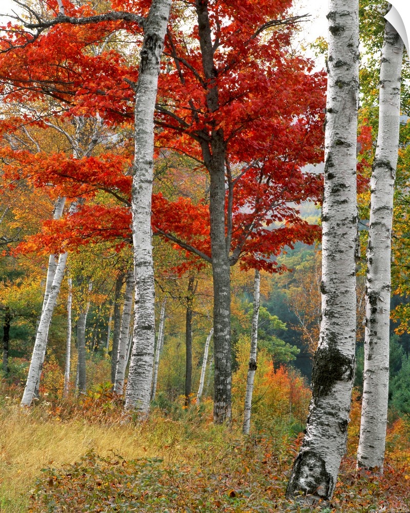 Forest of birch and maples above Wyman Lake in Maine.