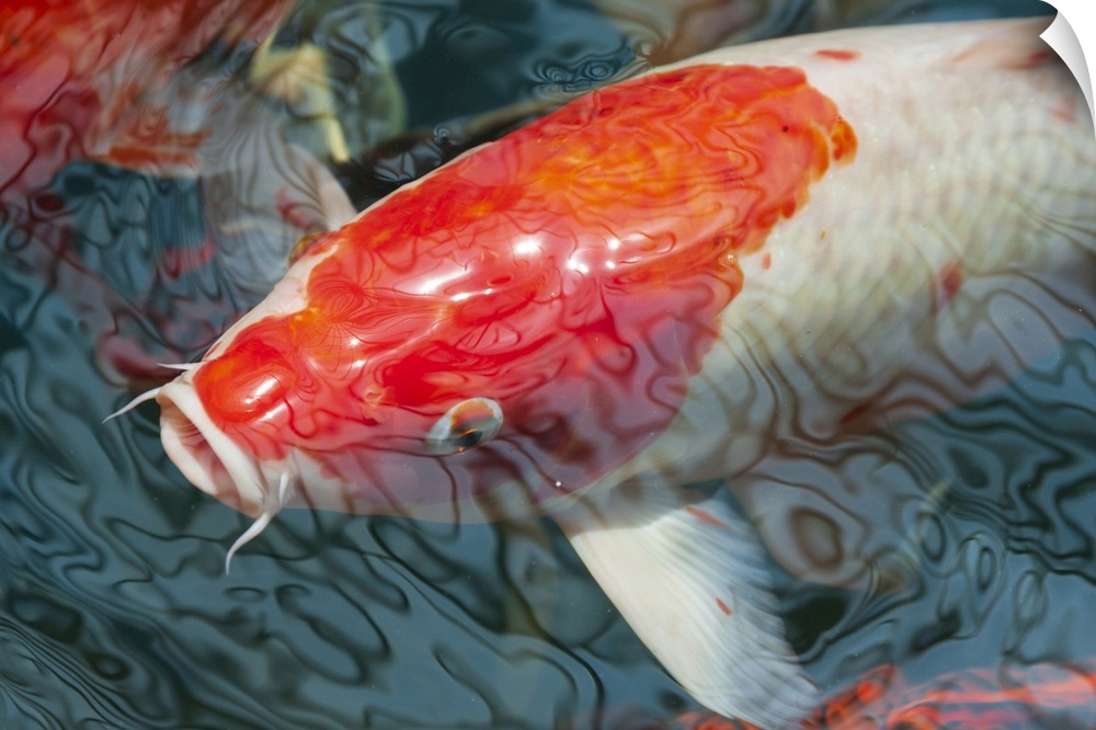 Malaysia, Malacca (Melaka), Close-Up Of Koi Fish