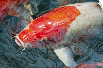 Malaysia, Malacca (Melaka), Close-Up Of Koi Fish