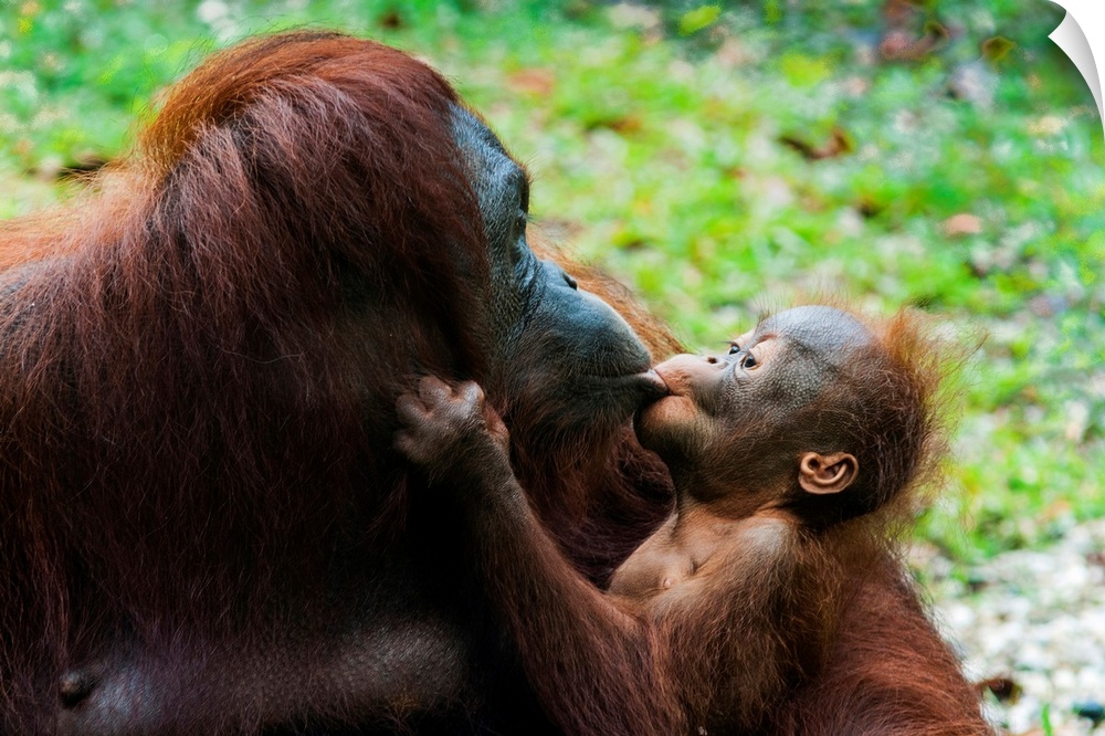 Malaysia, Malaysian Borneo, Sarawak, Semenggoh Nature Reserve, Orangutan (Pongo pygmaeus) mother and baby.