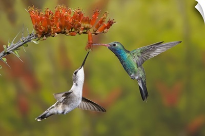 Male broad-billed hummingbird shares a bloom with a female black-chinned hummingbird