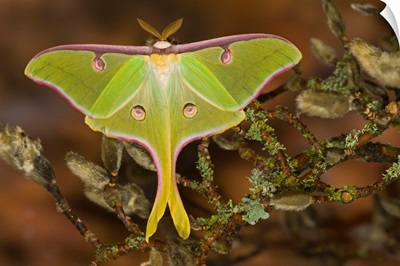 Male Luna Silk Moth