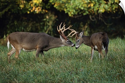 Male White-tailed Deer sizing each other up (Odocoileus virginianus)