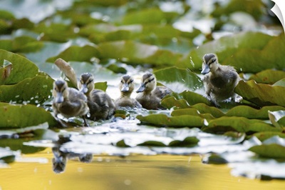 Mallard ducklings, Anas platyrhynchos, Stanley Park, British Columbia
