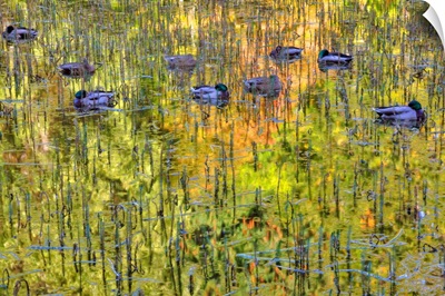Mallard Ducks (Anas platyrhynchos), Victoria, British Columbia, Canada
