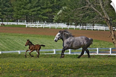Mare and young colt running in paddock, Lexington, Kentucky