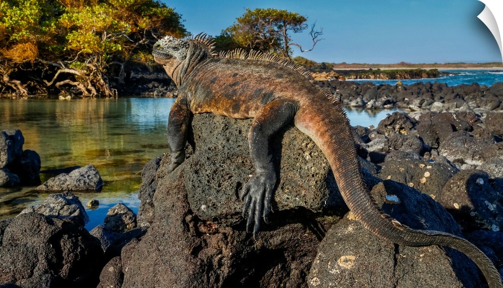 Marine Iguana, Galapagos Islands, Ecuador.