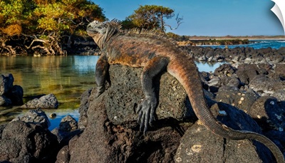 Marine Iguana, Galapagos Islands, Ecuador