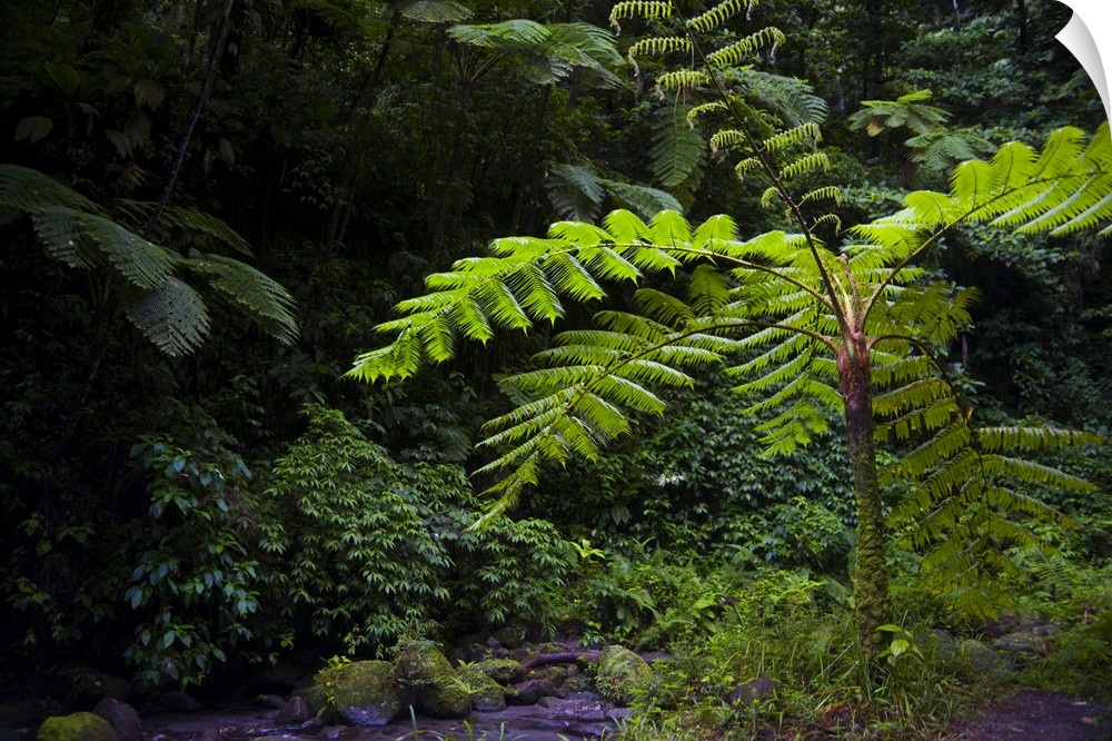 MARTINIQUE. French Antilles. West Indies. Tree fern (Cyathea spp.) in the Gorge of the Falaise River (Gorges de la Falaise).