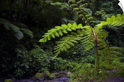 Martinique, French West Indies, Tree fern in the Gorge of the Falaise River