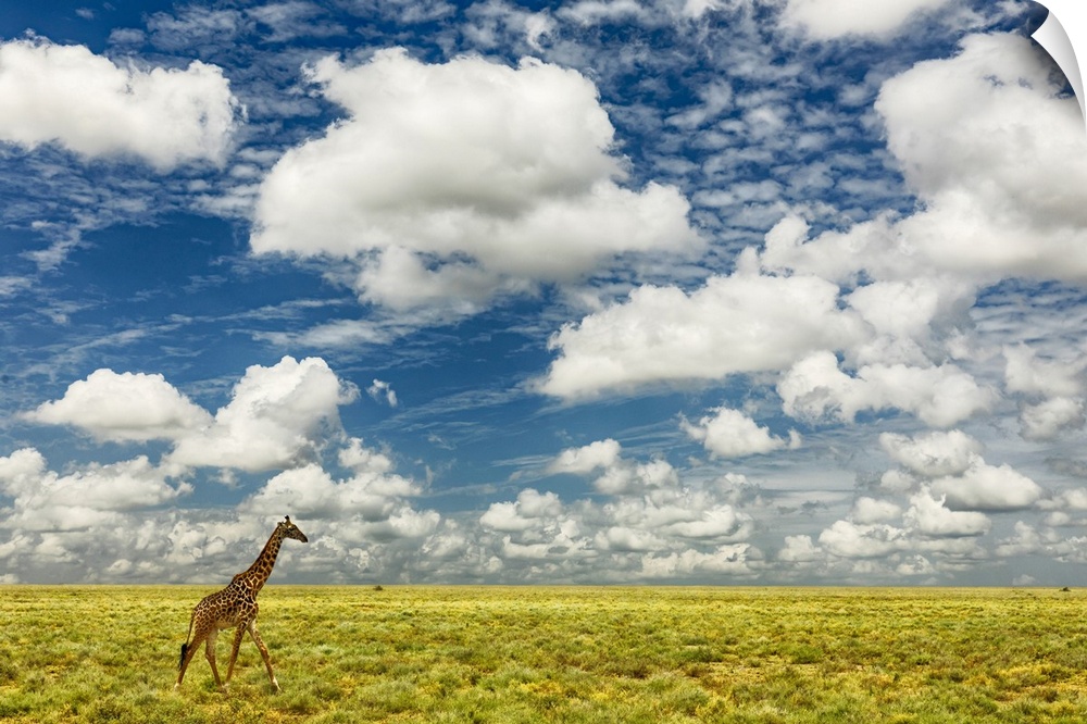 Masai giraffe on open plains of Serengeti national park, Tanzania, Africa, Giraffa Camelopardalis Tippelskirchii.