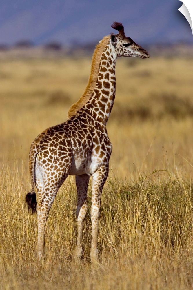 Masai Giraffe (Giraffa camelopardalis tippelskirchi) on plain, Masai Mara National Reserve, Kenya.