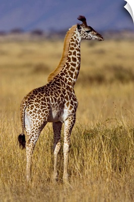 Masai Giraffe On Plain, Masai Mara National Reserve, Kenya