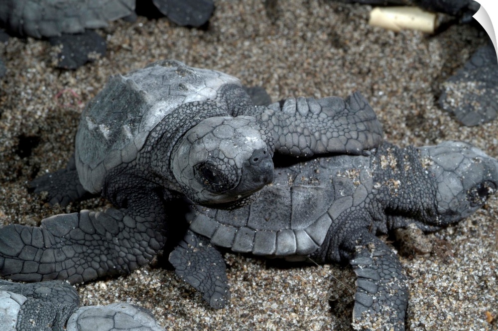 Mexico, Chiapas, Boca del Cielo Turtle Research Station, Hatchling Olive Ridley sea turtles are held in a pen before being...