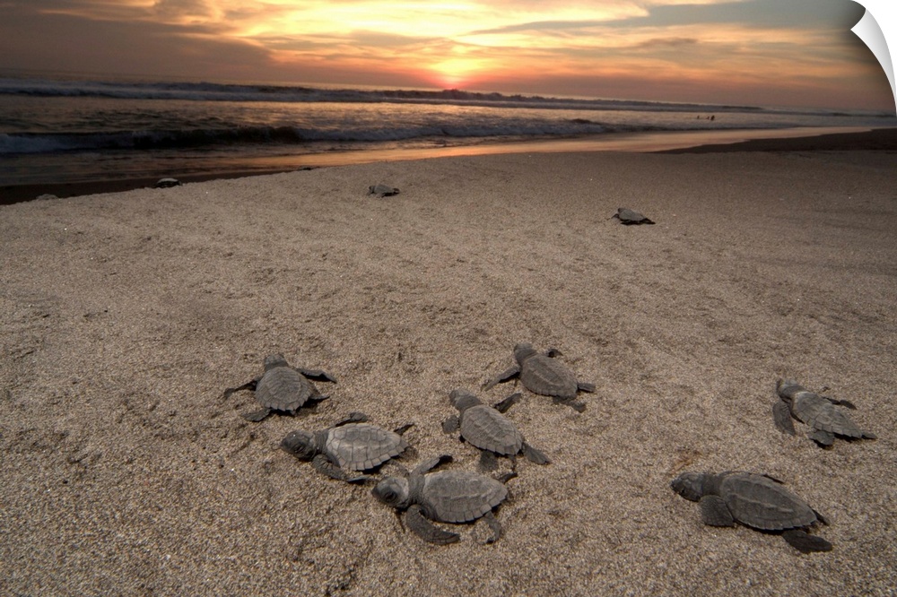 Mexico, Chiapas, Boca del Cielo Turtle Research Station, Olive Ridley sea turtle (Lepidochelys olivacea) hatchlings are re...