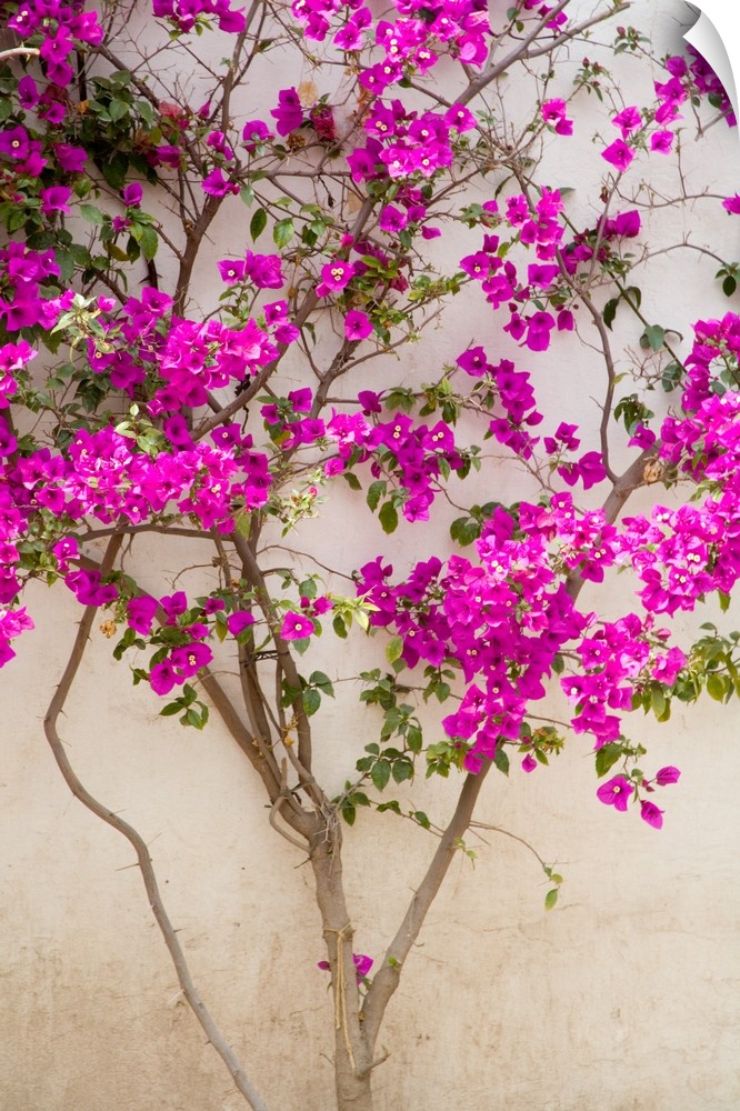 North America, Mexico, Pozos.  Bouganvilla blooming on wall in the town of Mineral de Pozos.