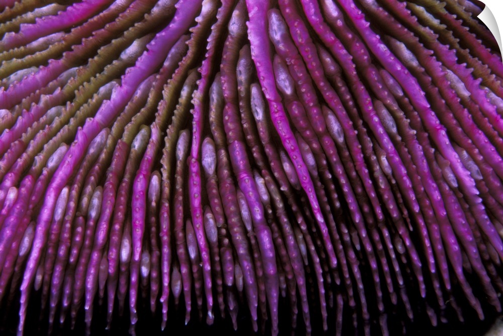 Micronesia, Palau. Hard coral, or fungia scutaria.
