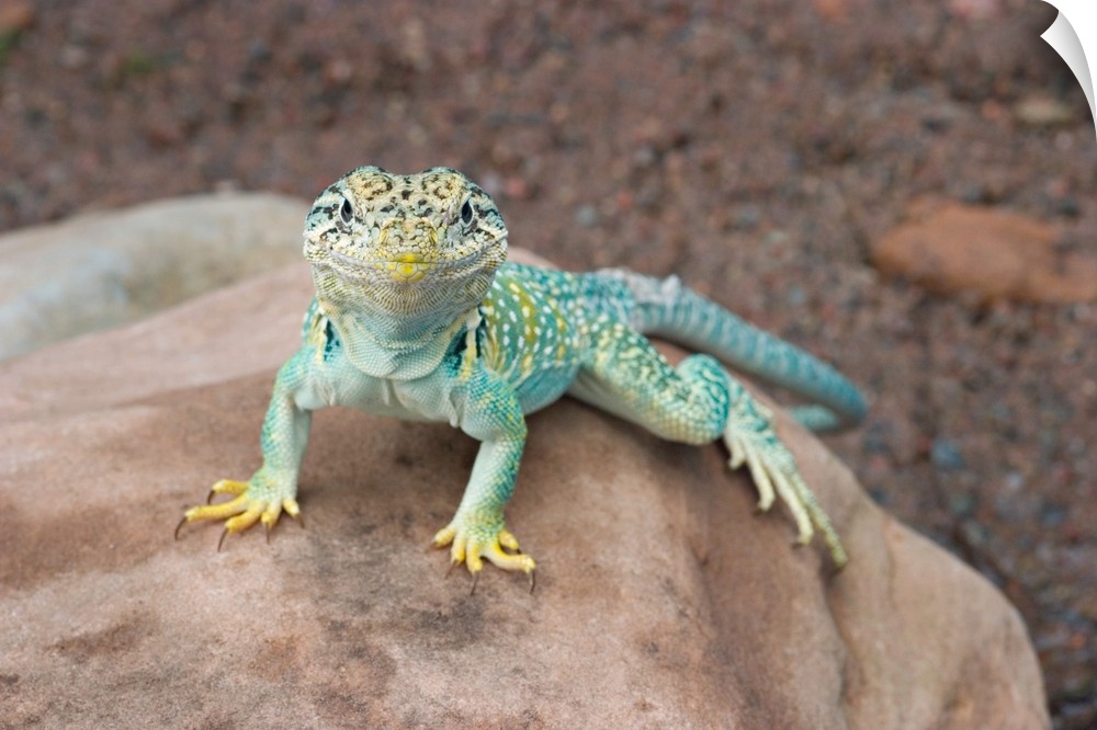 Collared lizard on rock.Crotaphytis collaris.Midwest US (controlled conditions).Maresa Pryor